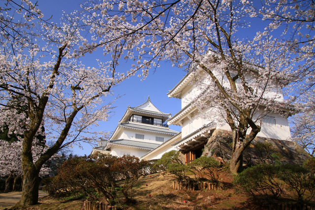 長岡市郷土資料館の桜 The Best Shot