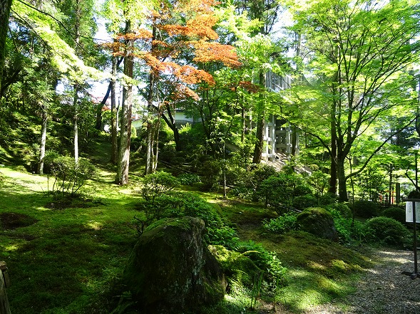 霊山寺の青紅葉_b0299042_10102562.jpg