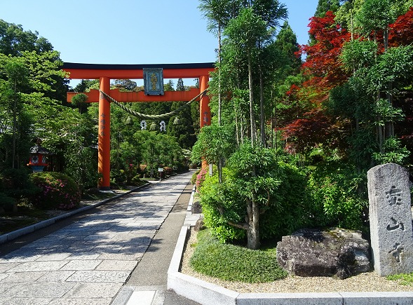 霊山寺の青紅葉_b0299042_9454434.jpg