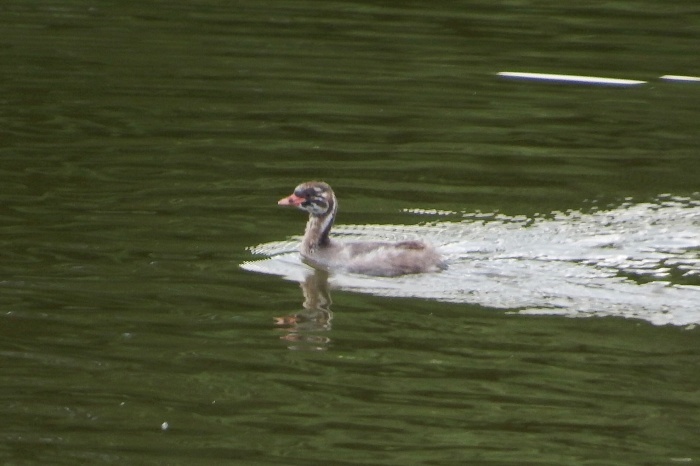 2015.5.21 輝く干潟・東京港野鳥公園・キョウジョシギ他（The tideland which shines）_c0269342_09191370.jpg