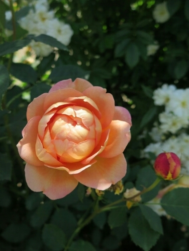 c0292342_22323460.jpg