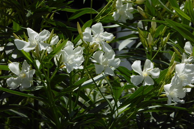 夾竹桃 松葉菊 白妙菊 フランス菊 雄の万年草 白花ニーレンベルギア 風に吹かれて