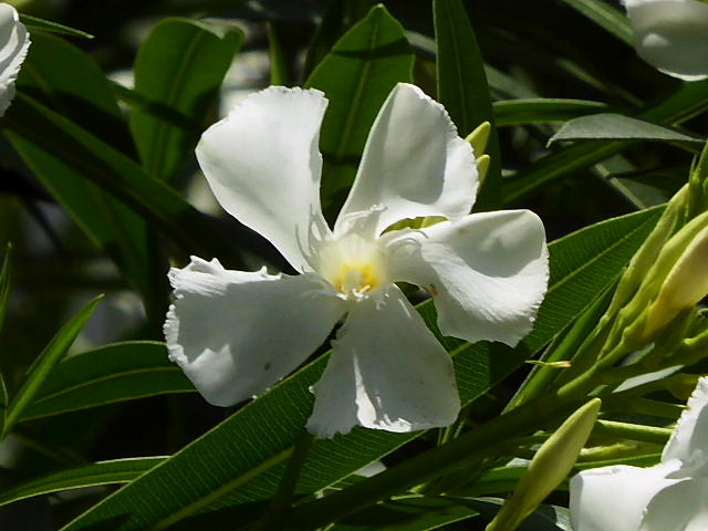 夾竹桃 松葉菊 白妙菊 フランス菊 雄の万年草 白花ニーレンベルギア 風に吹かれて