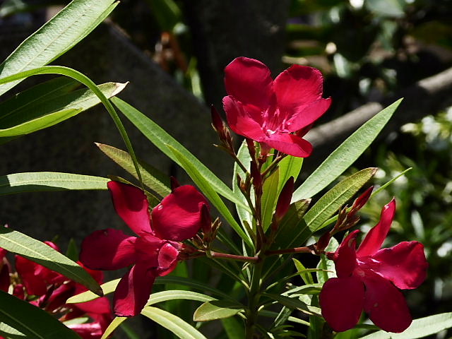 夾竹桃 松葉菊 白妙菊 フランス菊 雄の万年草 白花ニーレンベルギア 風に吹かれて