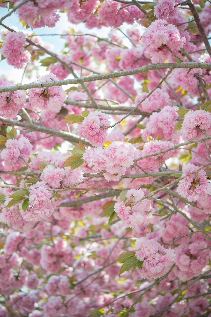 桜・桜・桜・・・10_f0158043_2322484.jpg