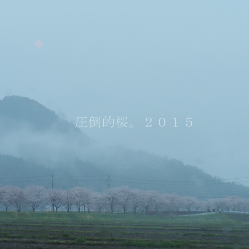 圧倒的桜。２０１５_f0307644_17364998.jpg