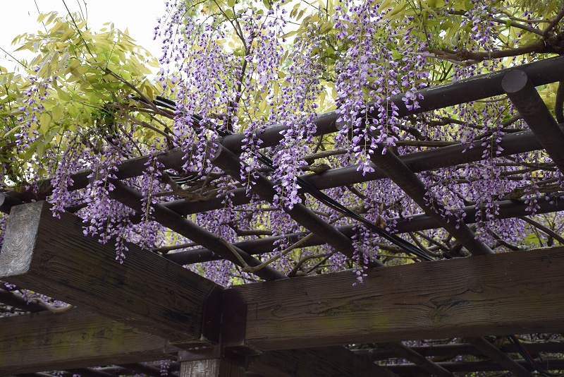 円山公園で見つけた藤の古木と立派な棚20150429_e0237645_1051743.jpg