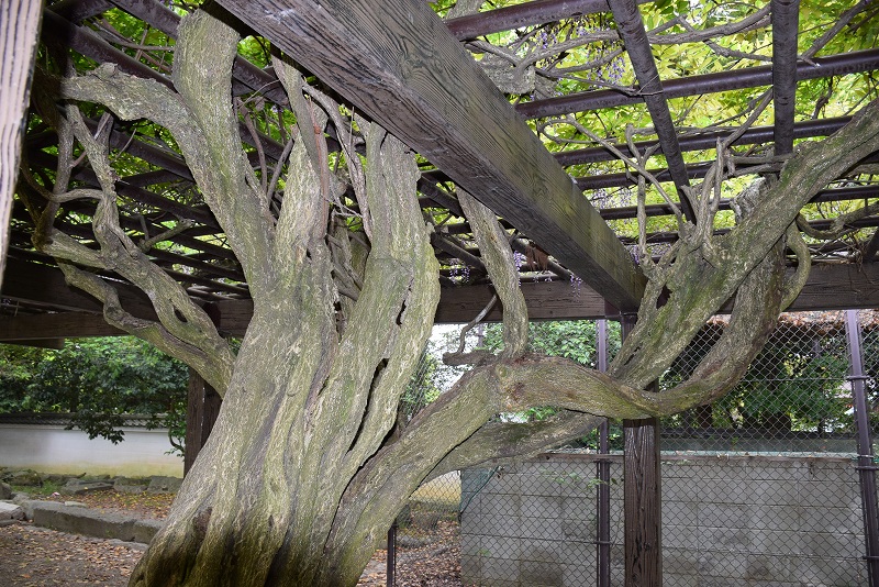 円山公園で見つけた藤の古木と立派な棚20150429_e0237645_105730.jpg