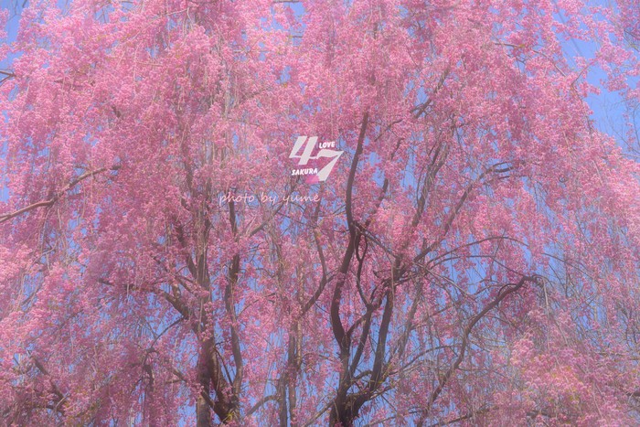 圧倒的桜。2015_a0322950_2129540.jpg