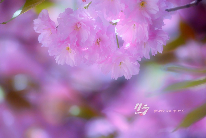 圧倒的桜。2015_a0322950_21301380.jpg