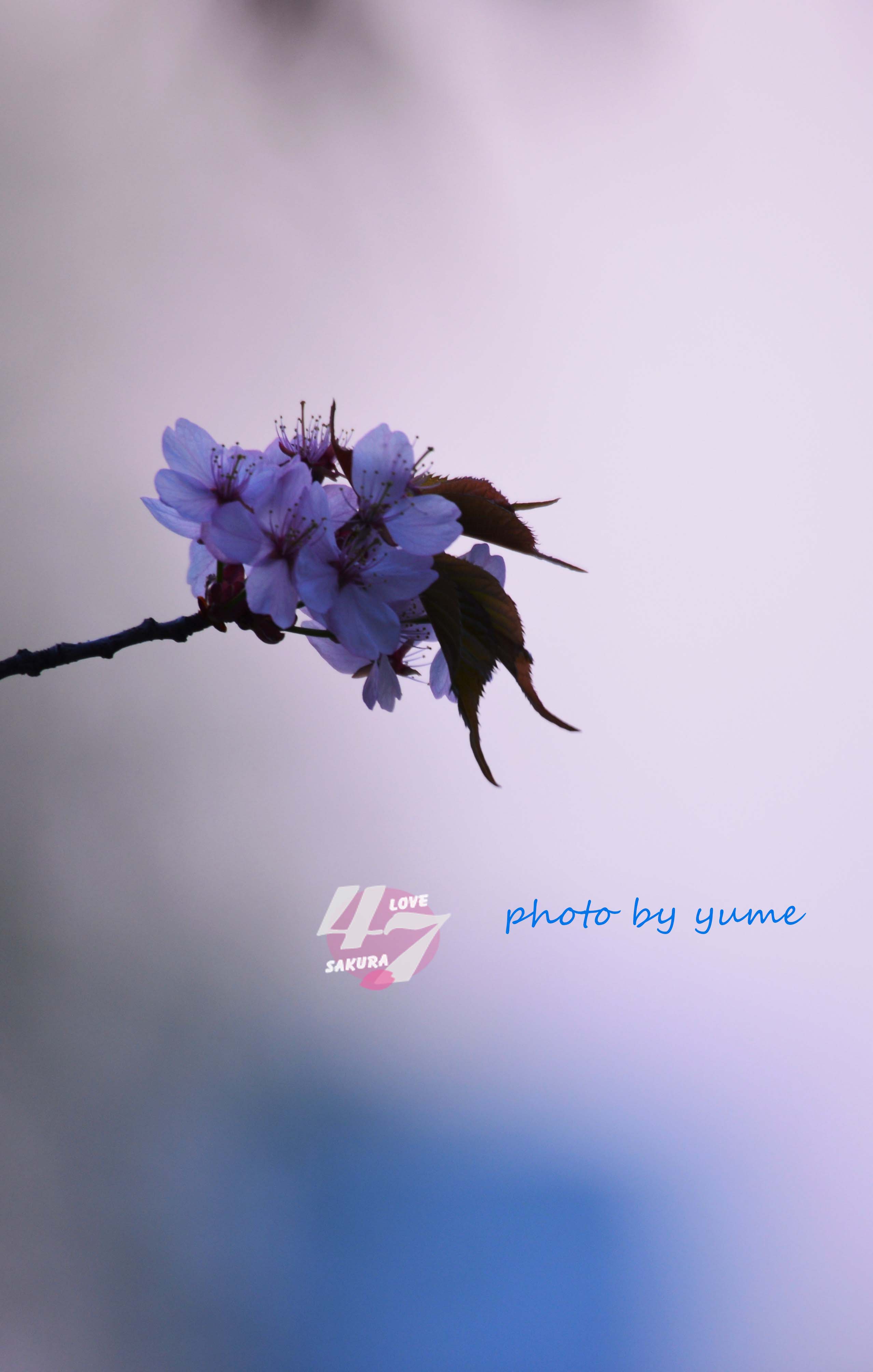 圧倒的桜。2015_a0322950_21332175.jpg