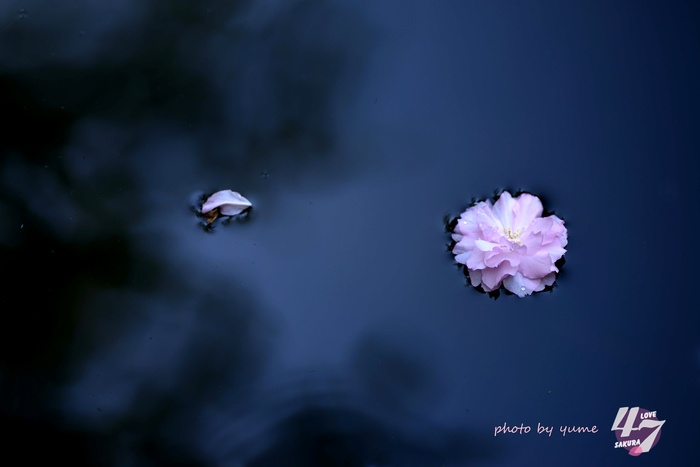 圧倒的桜。2015_a0322950_21342238.jpg