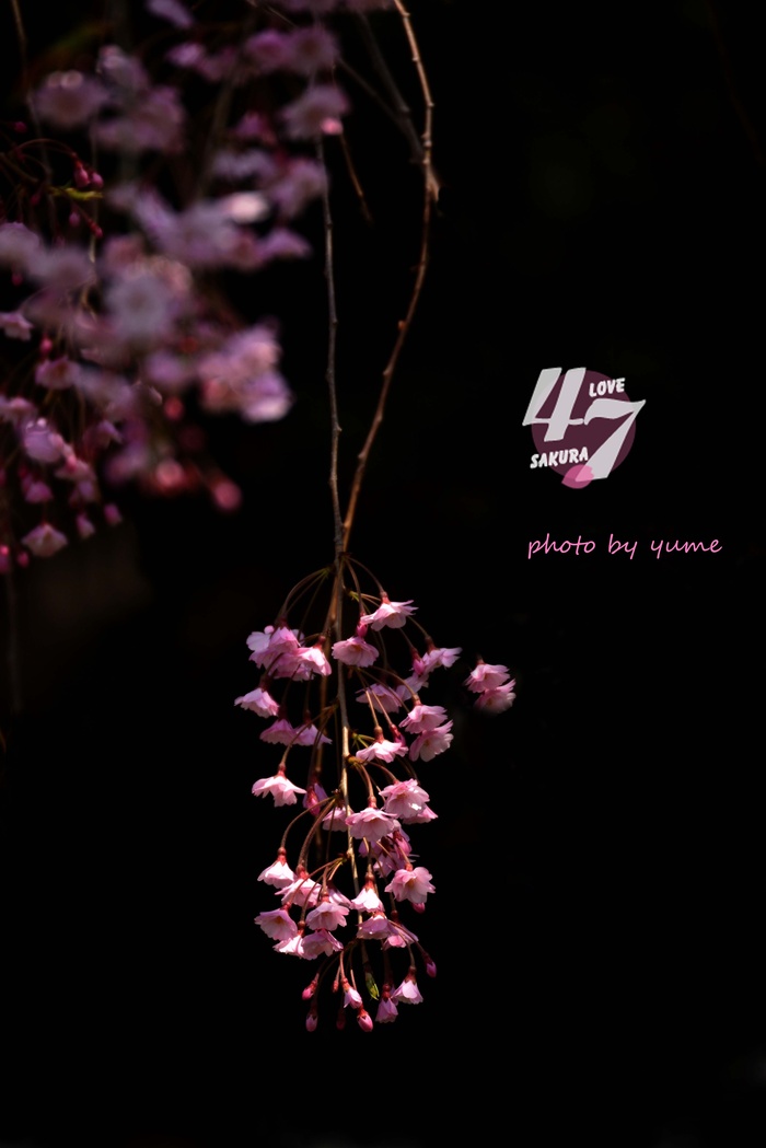 圧倒的桜。2015_a0322950_21352710.jpg