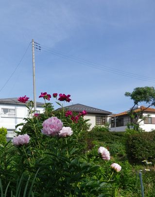 シャクヤク日記 サラベルナール In A Pillar Of Cloud