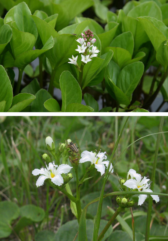 ミツガシワとイワイチョウ 八甲田の植物 ミツガシワとイワイチョウ 八甲田の植物