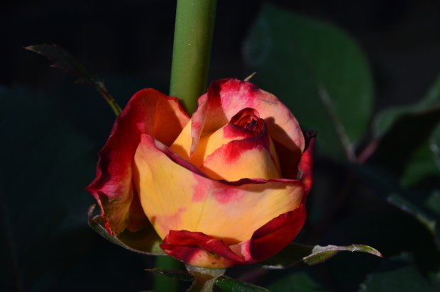 a0268655_11121047.jpg