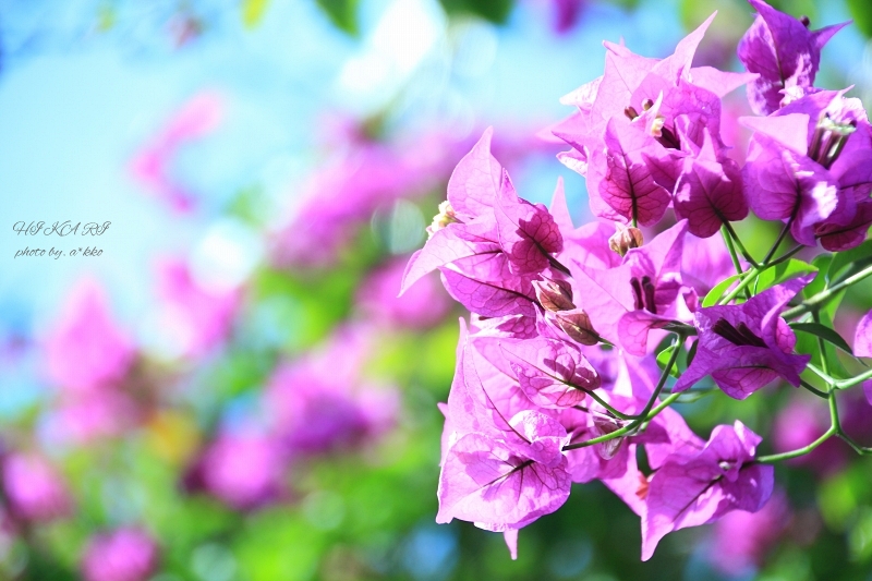 花と緑と生き物たちの楽園 #4 -Bougainvillea2-_e0342760_00341119.jpg