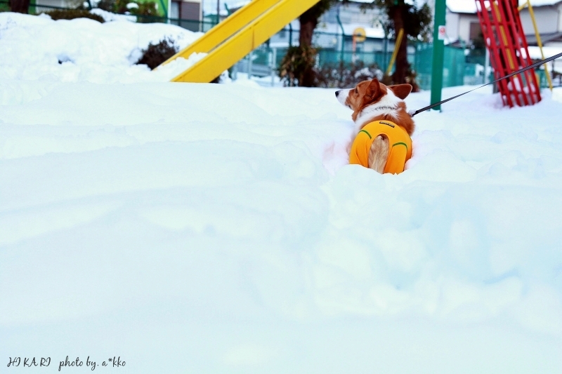 雪の中の梅見さんぽ_e0342760_00360487.jpg