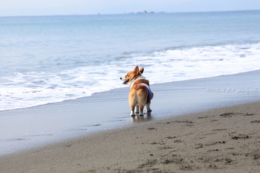 辻堂の海で遊ぶ_e0342760_00370247.jpg