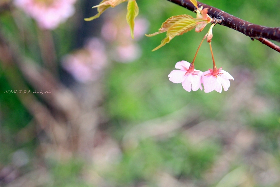 風車と桜の公園で_e0342760_00392074.jpg