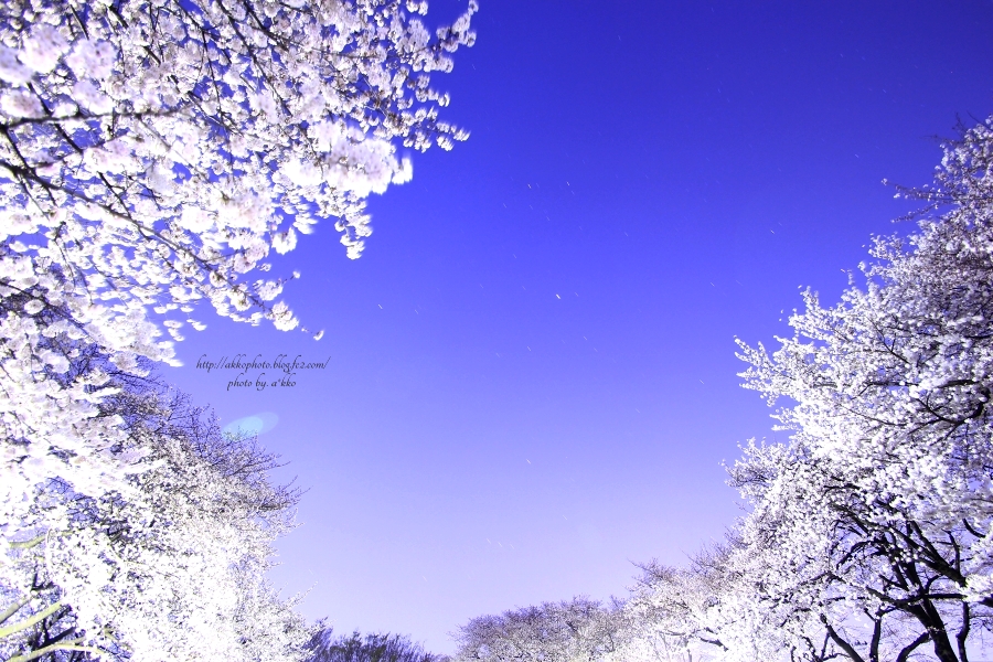 cherry blossoms at night and starlit sky_e0342760_00444342.jpg