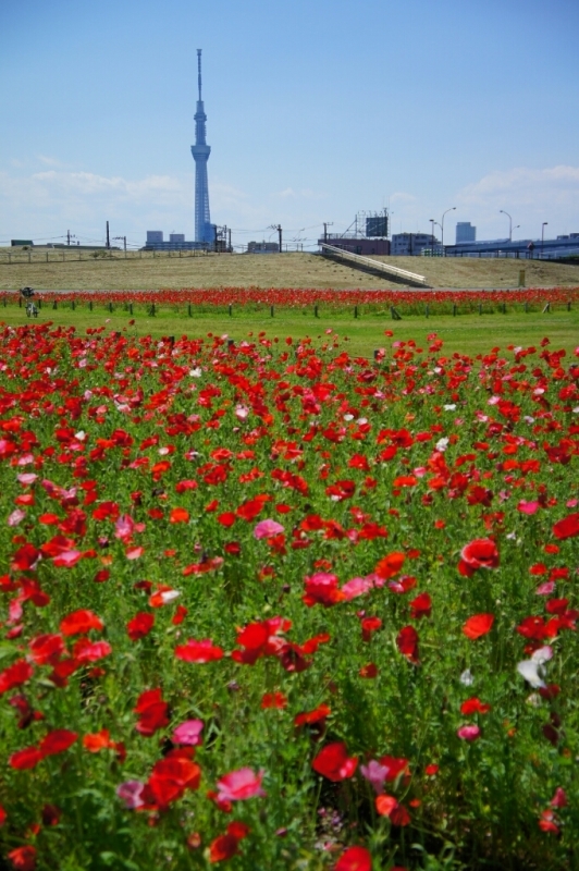 ポピーとスカイツリー、バラと東京タワー。_b0192470_16575314.jpg