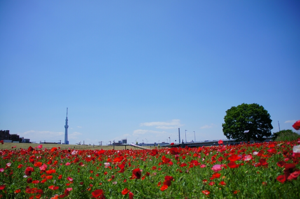 ポピーとスカイツリー、バラと東京タワー。_b0192470_16575576.jpg