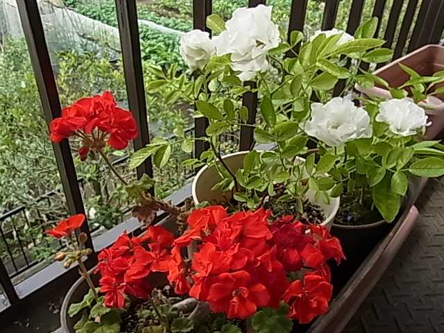 c0209377_22444838.jpg