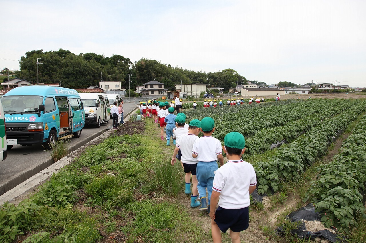 たまねぎ掘り（年長組）_b0277979_13485532.jpg