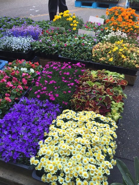 市場でお花買い_d0182179_0171472.jpg