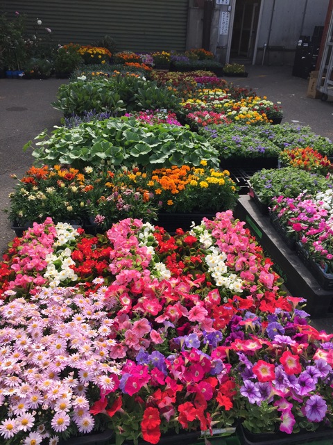 市場でお花買い_d0182179_0182028.jpg