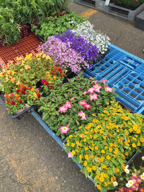 市場でお花買い_d0182179_0201592.jpg