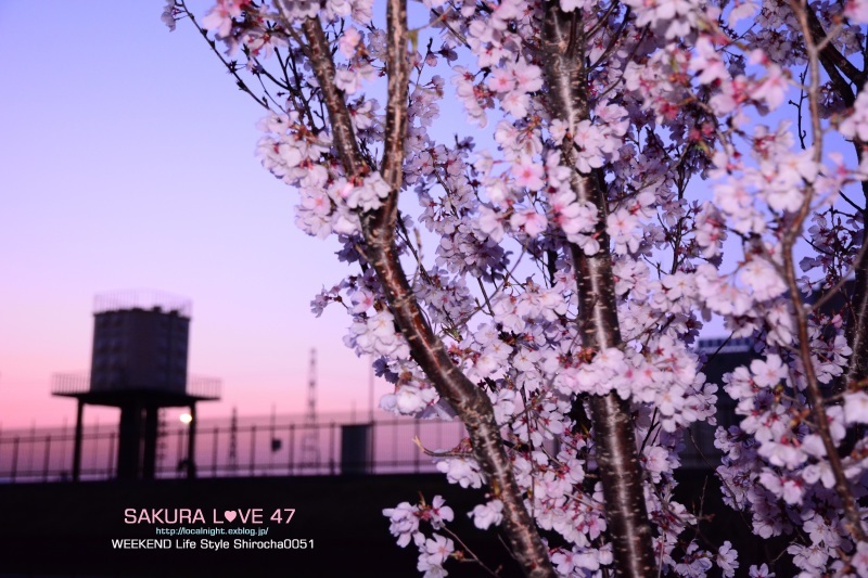 圧倒的桜。2015_f0345580_21291226.jpg