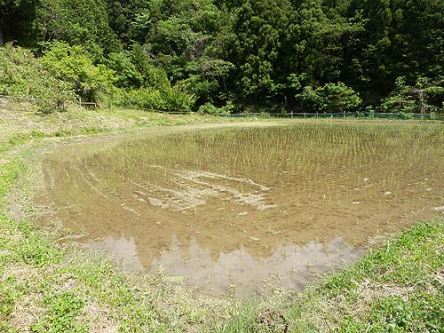 ５月２１日の田んぼ（月光原小・西根小）_d0247484_1015148.jpg