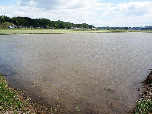 5月21日の田んぼ(緑ヶ丘小・北郷小)_d0247484_11522746.jpg