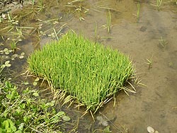 5月21日の田んぼ(月光原小・西根小)_d0247484_8232947.jpg