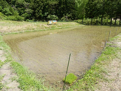 5月21日の田んぼ(月光原小・西根小)_d0247484_8302668.jpg