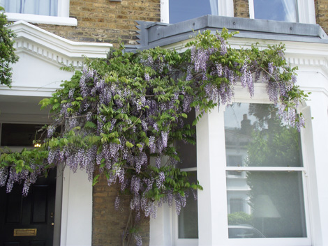 Wisteria floribunda_d0089685_1562547.jpg