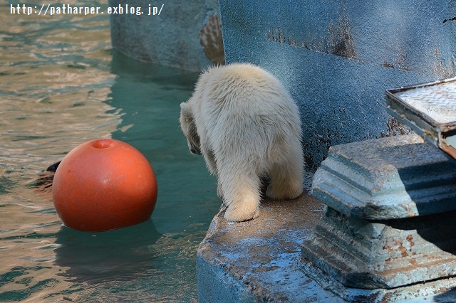 ２０１５年４月　天王寺動物園　その２_a0052986_7342256.jpg