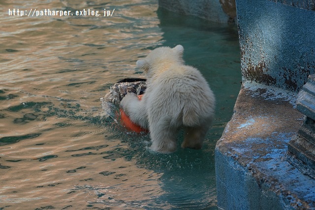 ２０１５年４月　天王寺動物園　その２_a0052986_7352459.jpg