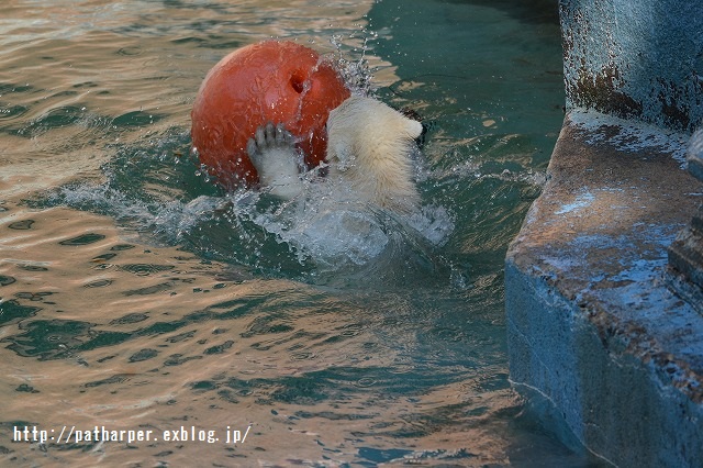 ２０１５年４月　天王寺動物園　その２_a0052986_736285.jpg