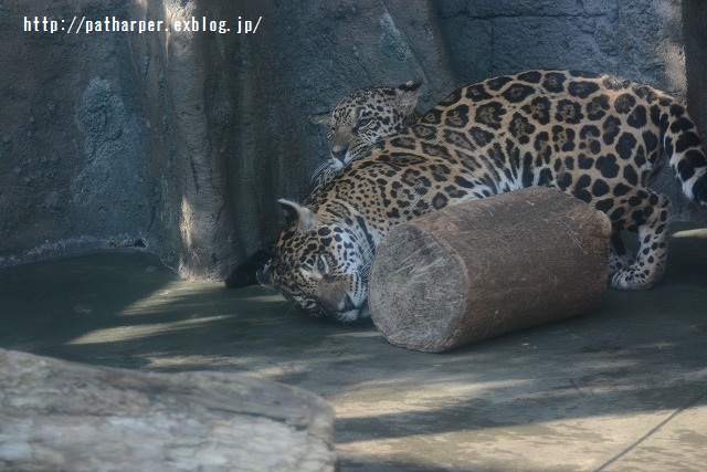 ２０１５年４月　天王寺動物園　その２_a0052986_7512663.jpg