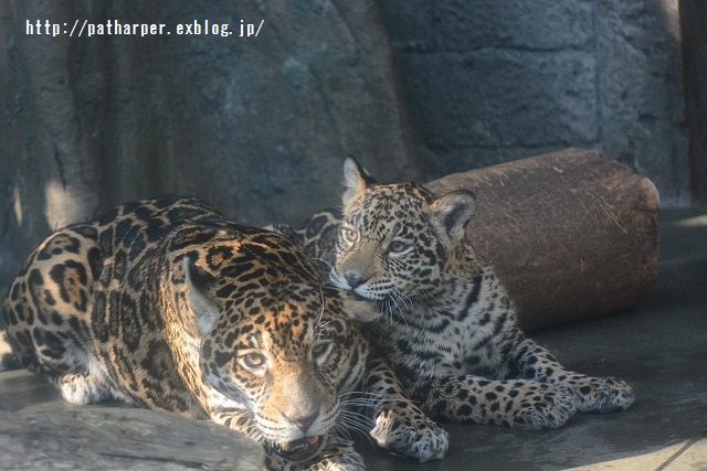 ２０１５年４月　天王寺動物園　その２_a0052986_7541794.jpg