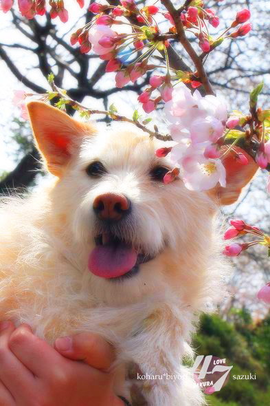 心に花を咲かせよう～圧倒的桜・２０１５～_f0299486_2122873.jpg