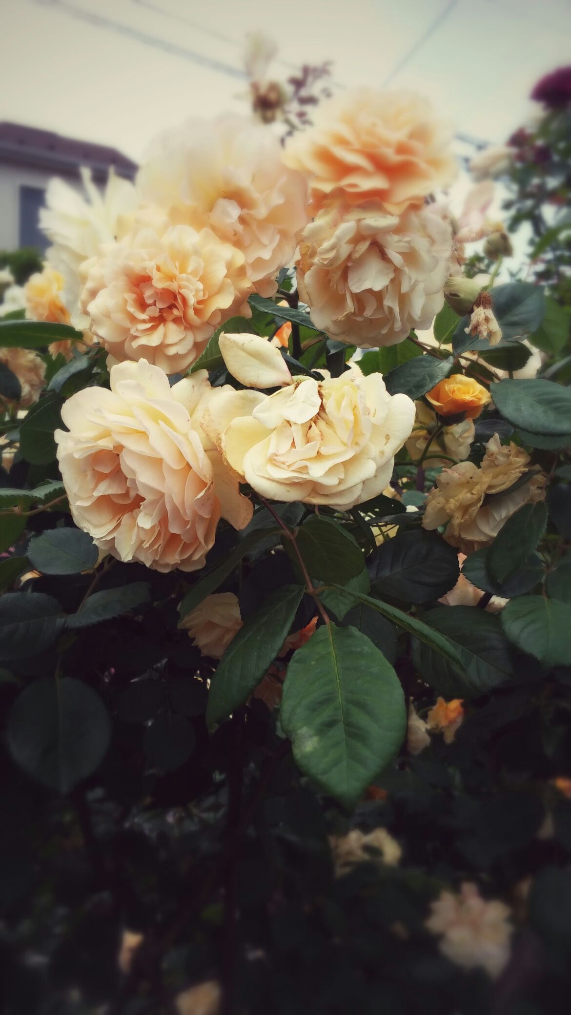 美しい花と・・・_b0210688_18225333.jpg