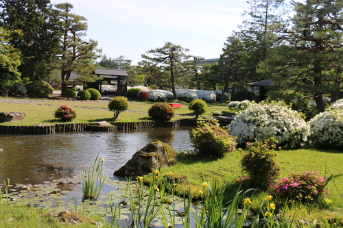 伝国の杜＆上杉記念館の庭園、松が岬公園を散歩する ５月２３日（小満・初候）蚕起きて桑を食む・・・９_c0075701_20581185.jpg