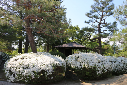 伝国の杜＆上杉記念館の庭園、松が岬公園を散歩：５月２３日（小満・初候）蚕起きて桑を食む・・・１３_c0075701_2211473.jpg