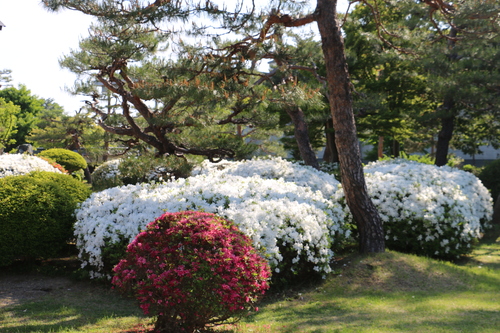 伝国の杜＆上杉記念館の庭園、松が岬公園を散歩：５月２３日（小満・初候）蚕起きて桑を食む・・・１３_c0075701_221210100.jpg