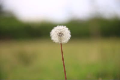 今日の草花と昆虫_d0157501_2113921.jpg