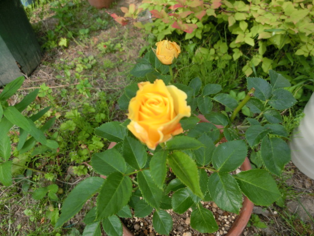 a0203003_21302876.jpg